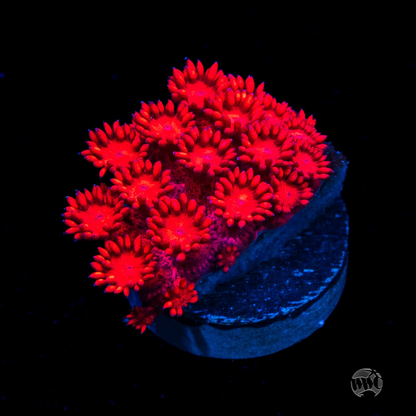 Ragin Rojo Goniopora