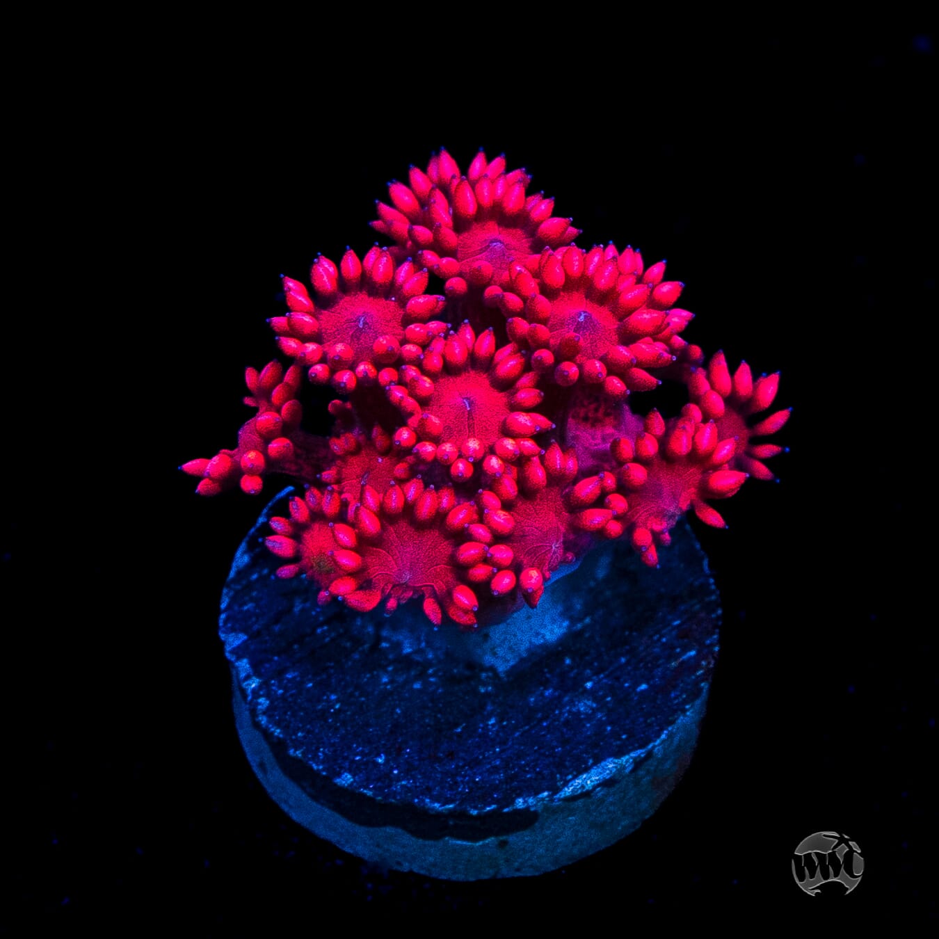 WWC Cherry Red Goniopora