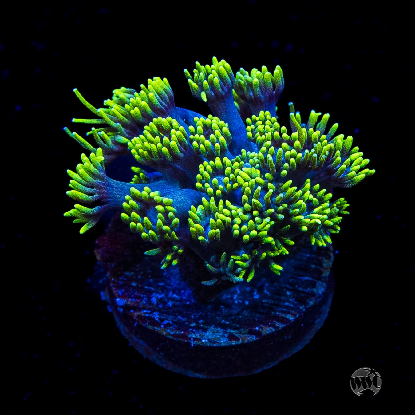 WWC Electrified Goniopora