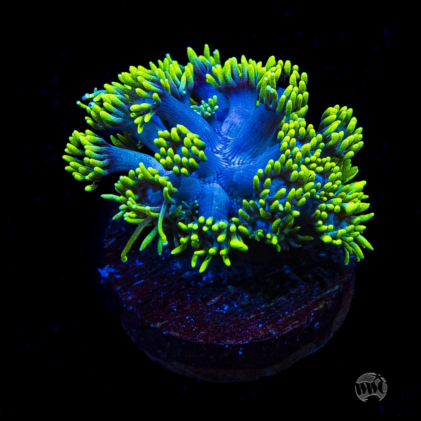 WWC Electrified Goniopora
