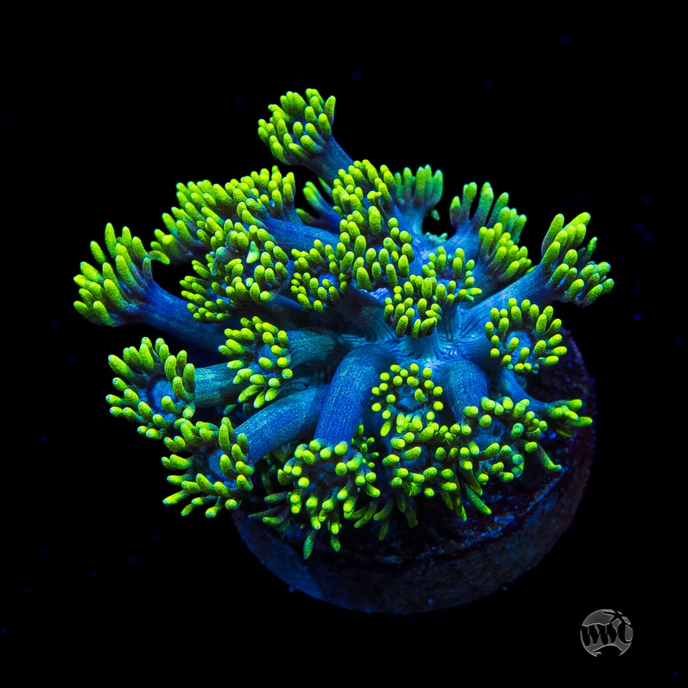 WWC Electrified Goniopora