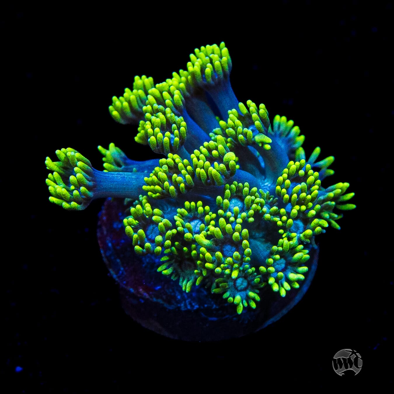 WWC Electrified Goniopora