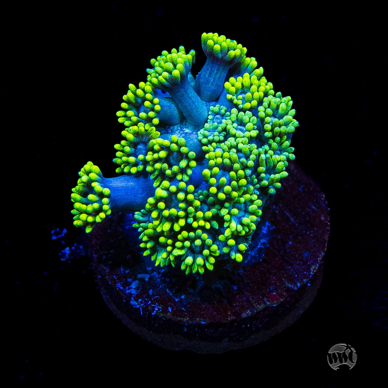 WWC Electrified Goniopora