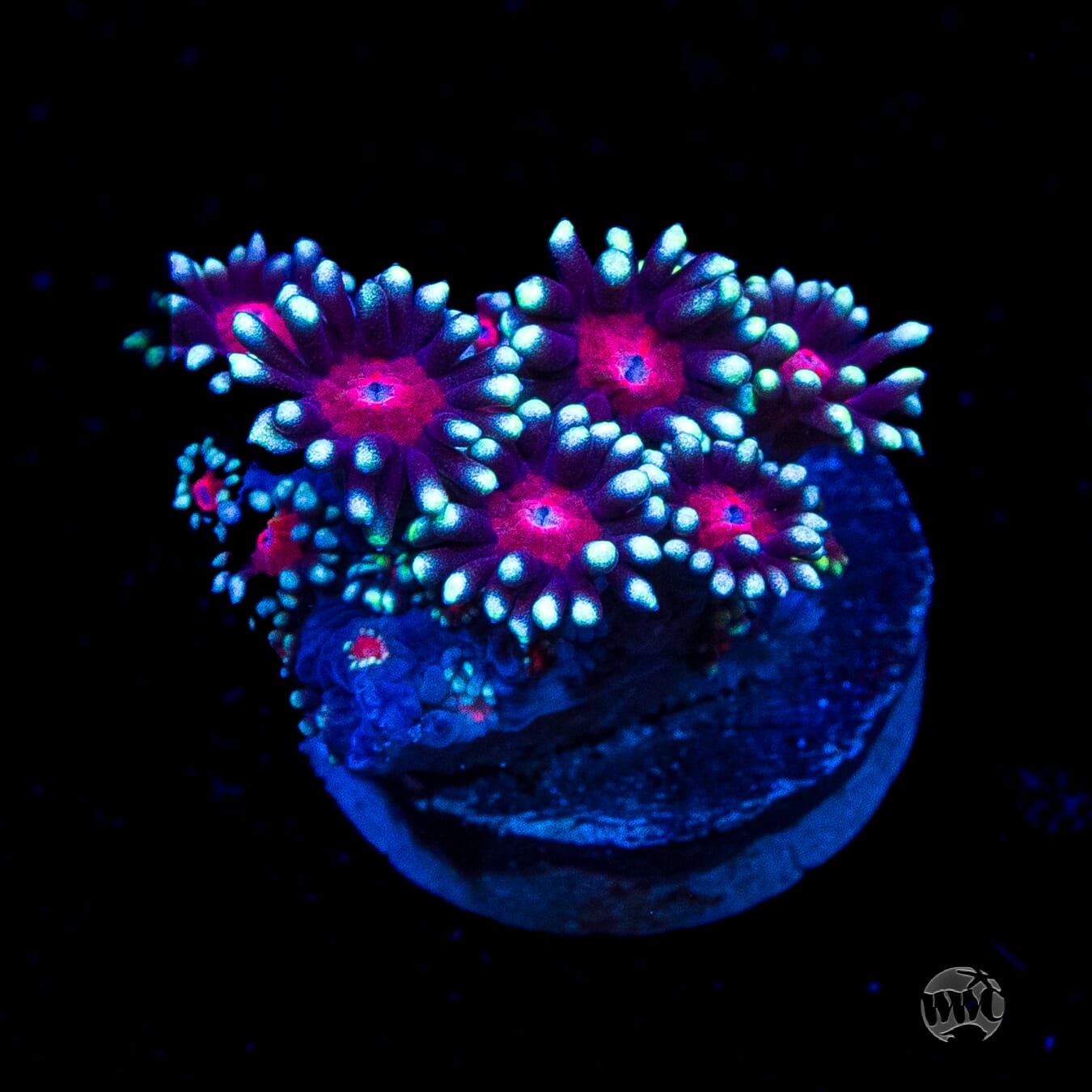 Bloodshot Goniopora