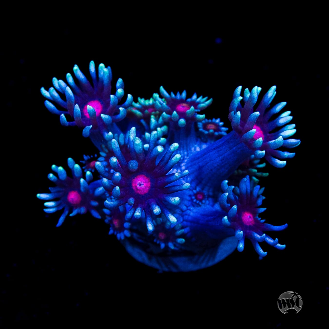 Bloodshot Goniopora
