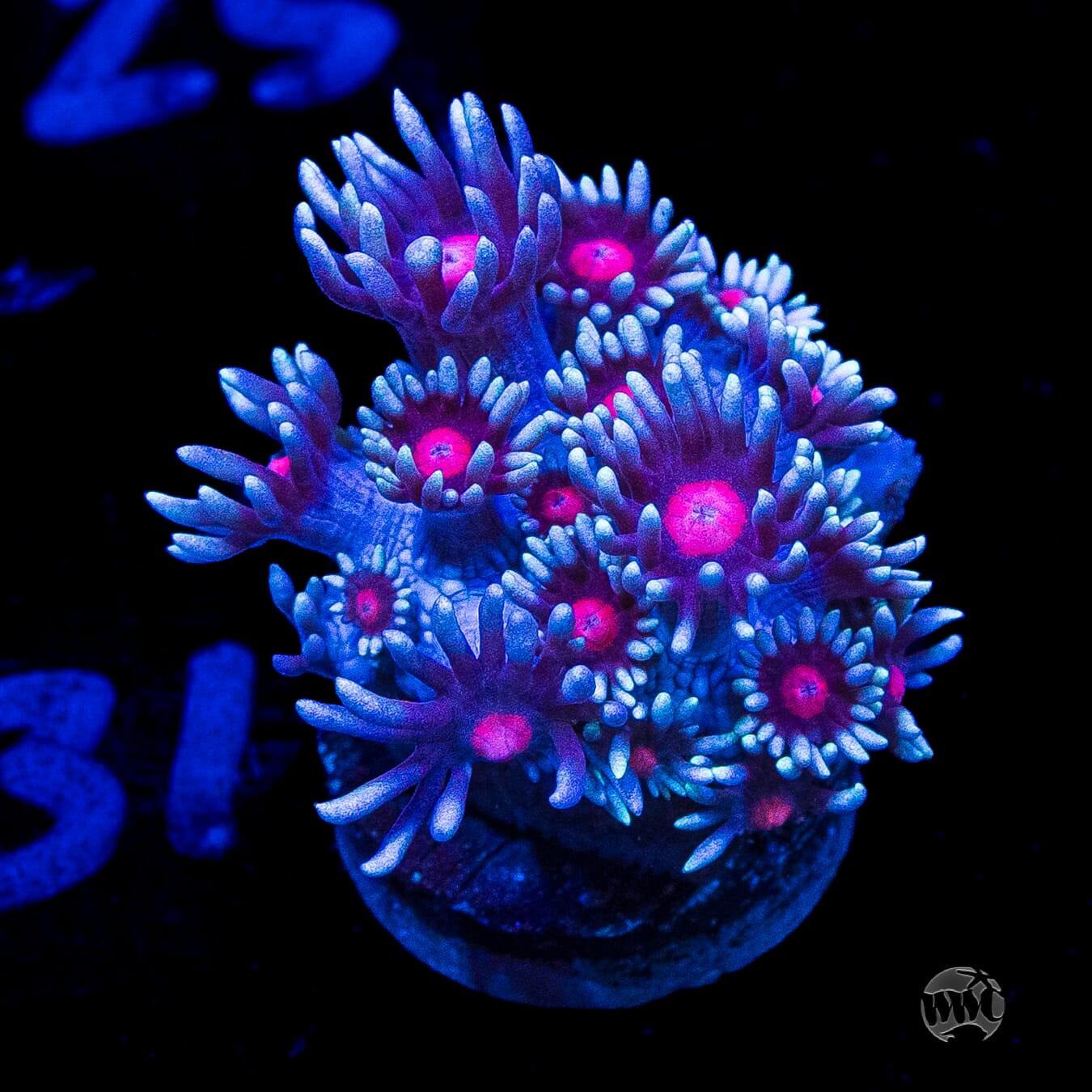 Bloodshot Goniopora