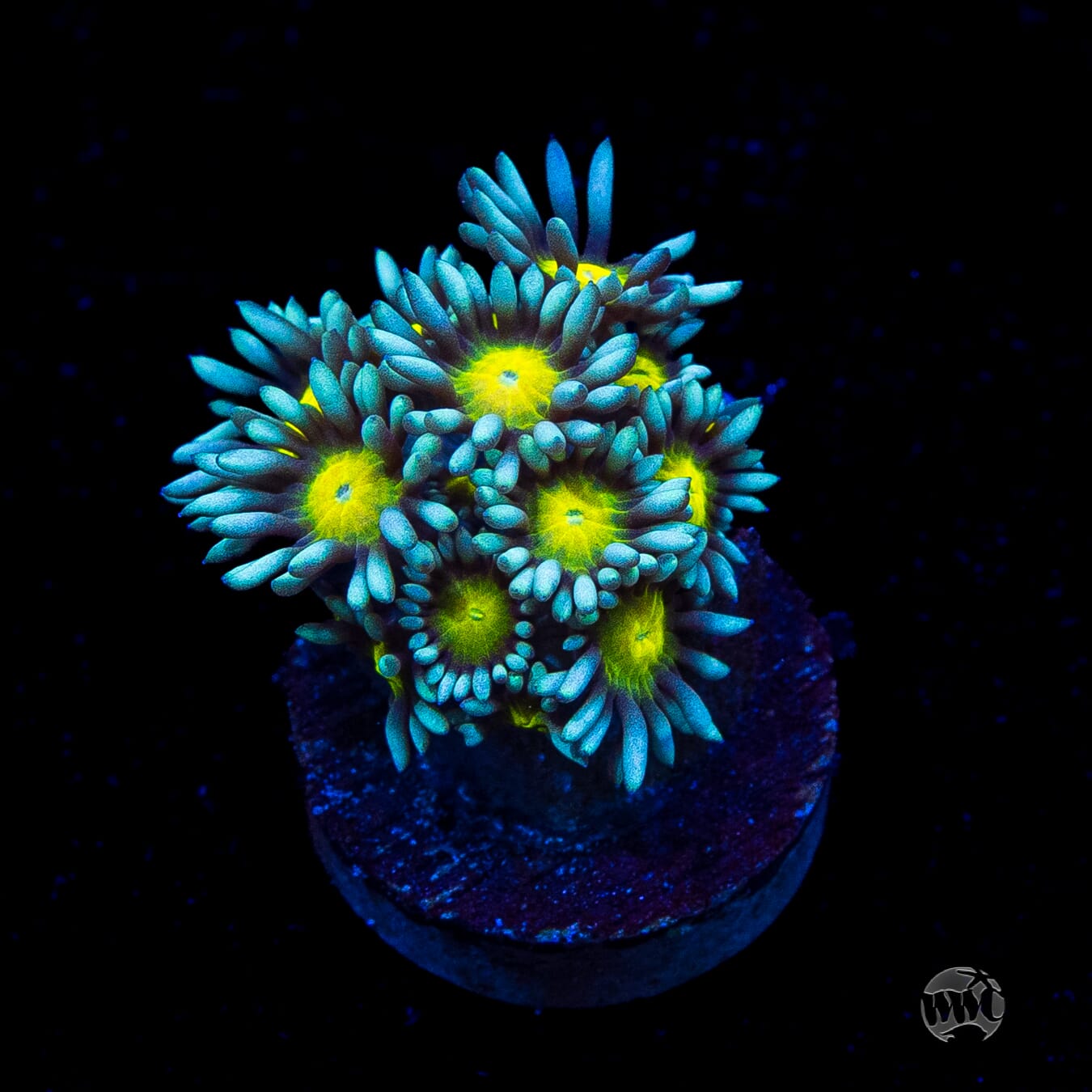 WWC Lemon Head Goniopora