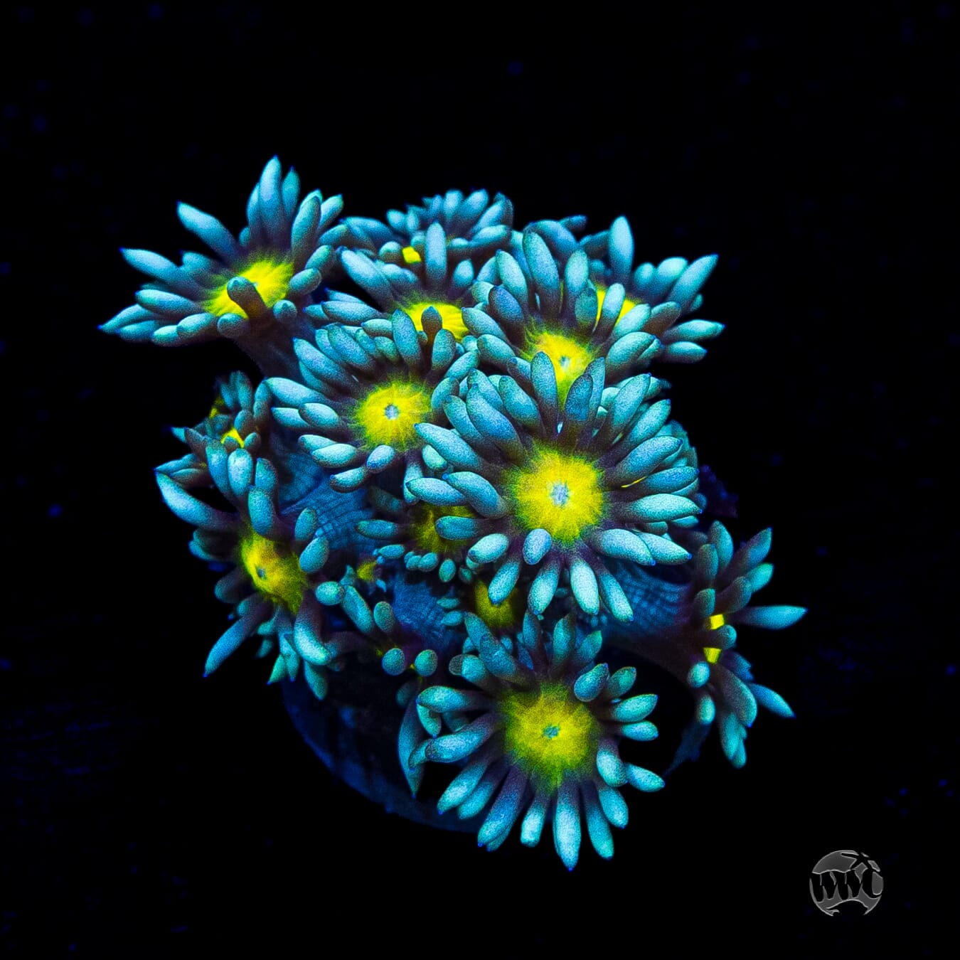 WWC Lemon Head Goniopora