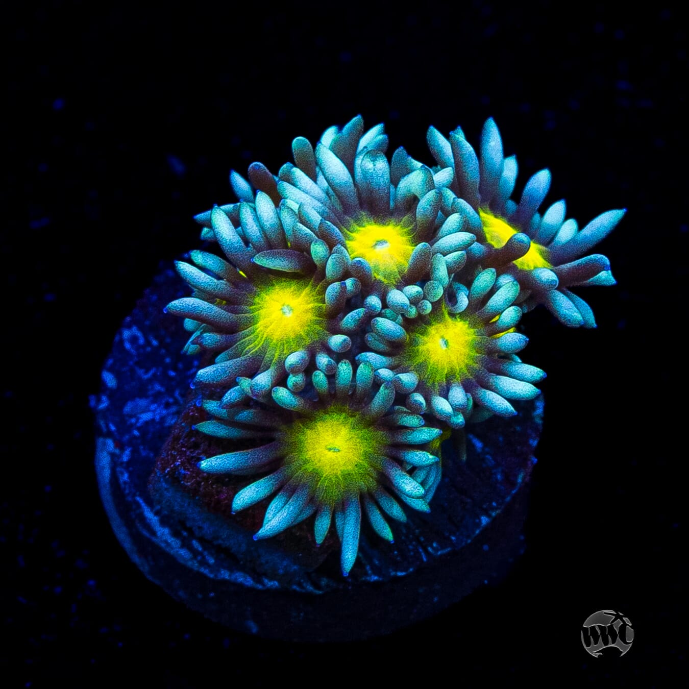 WWC Lemon Head Goniopora