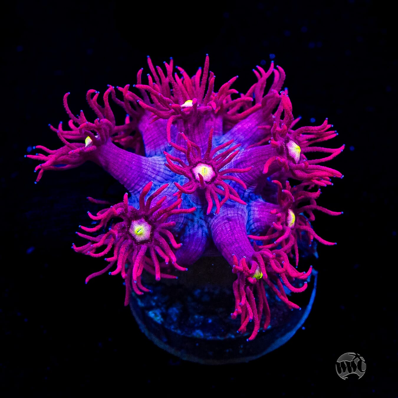 Raspberry Bonkerz Goniopora
