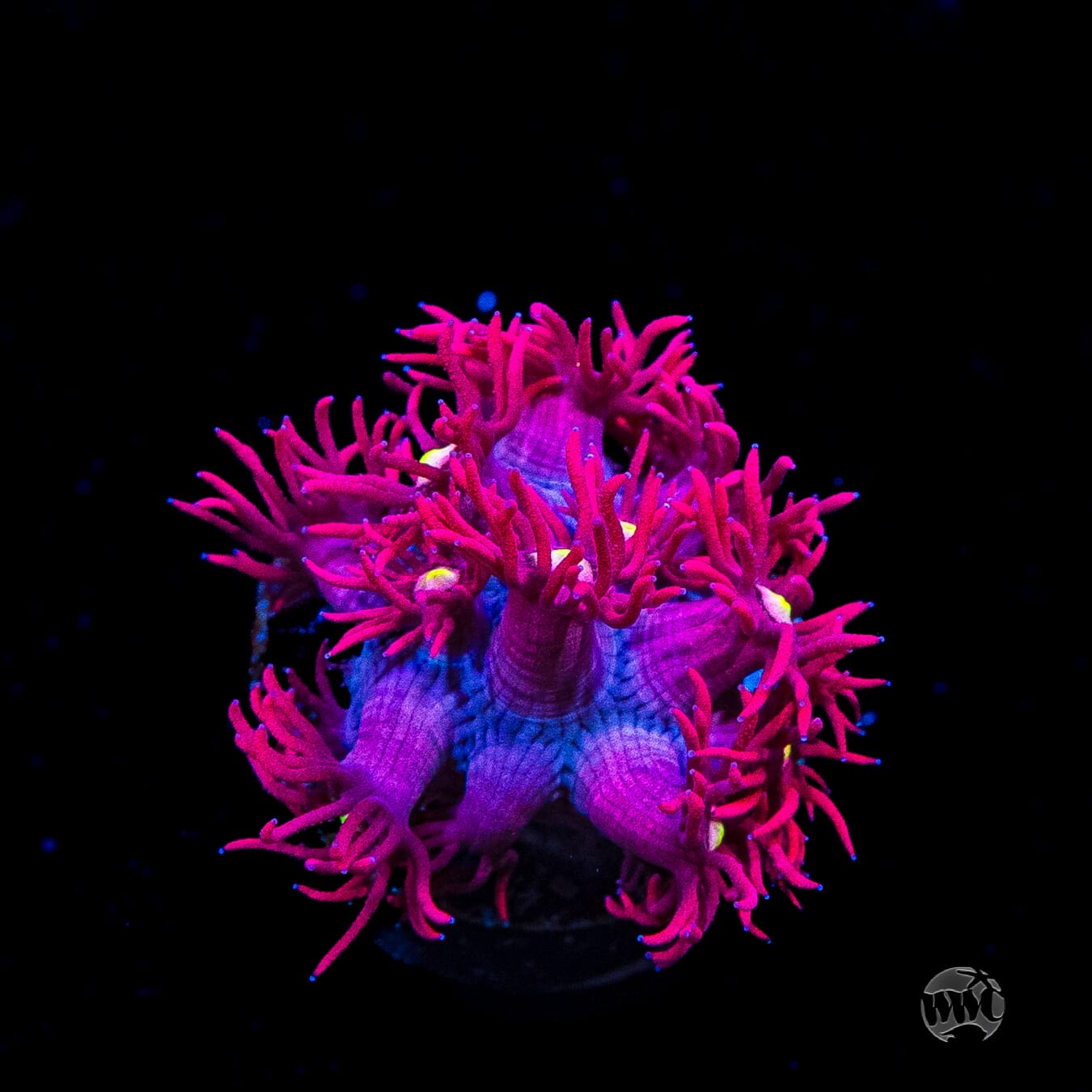 Raspberry Bonkerz Goniopora