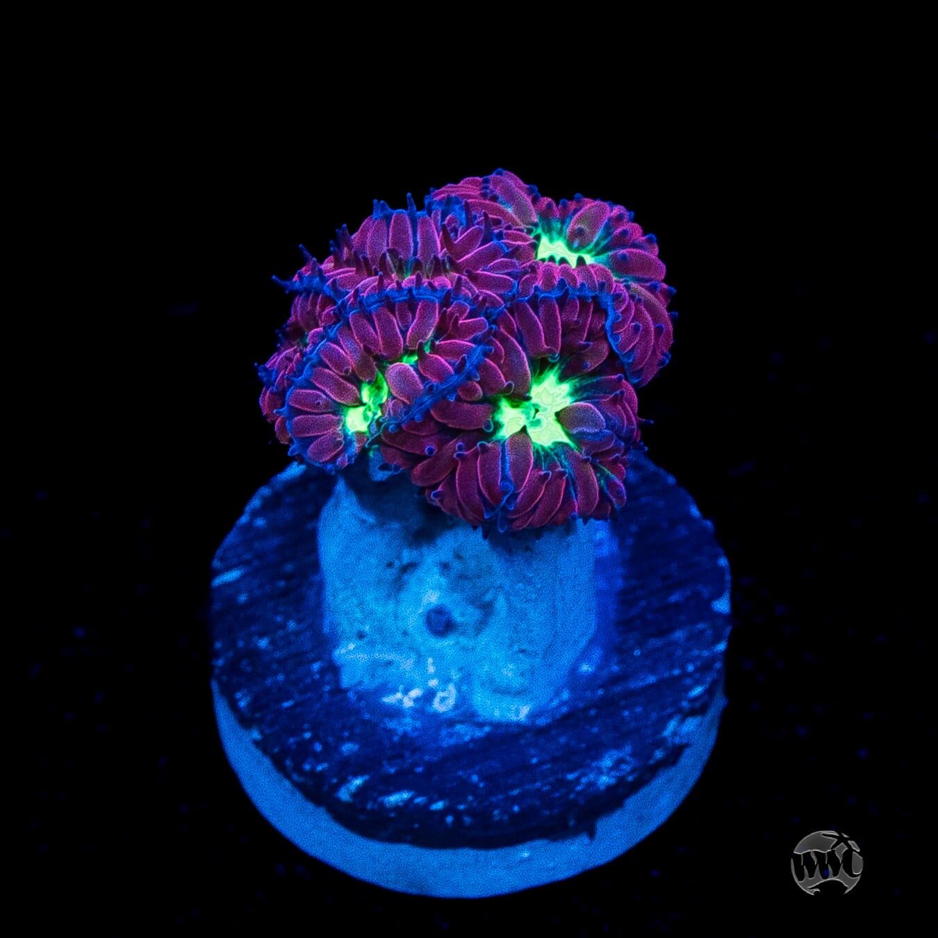 Twilight Merletti Blastomussa