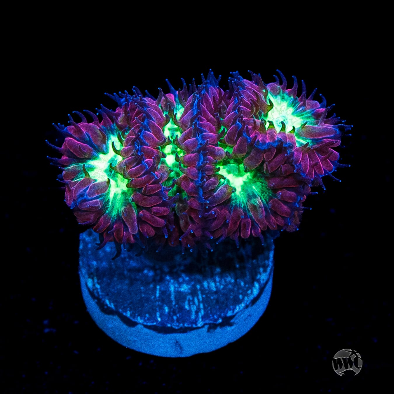 Twilight Merletti Blastomussa