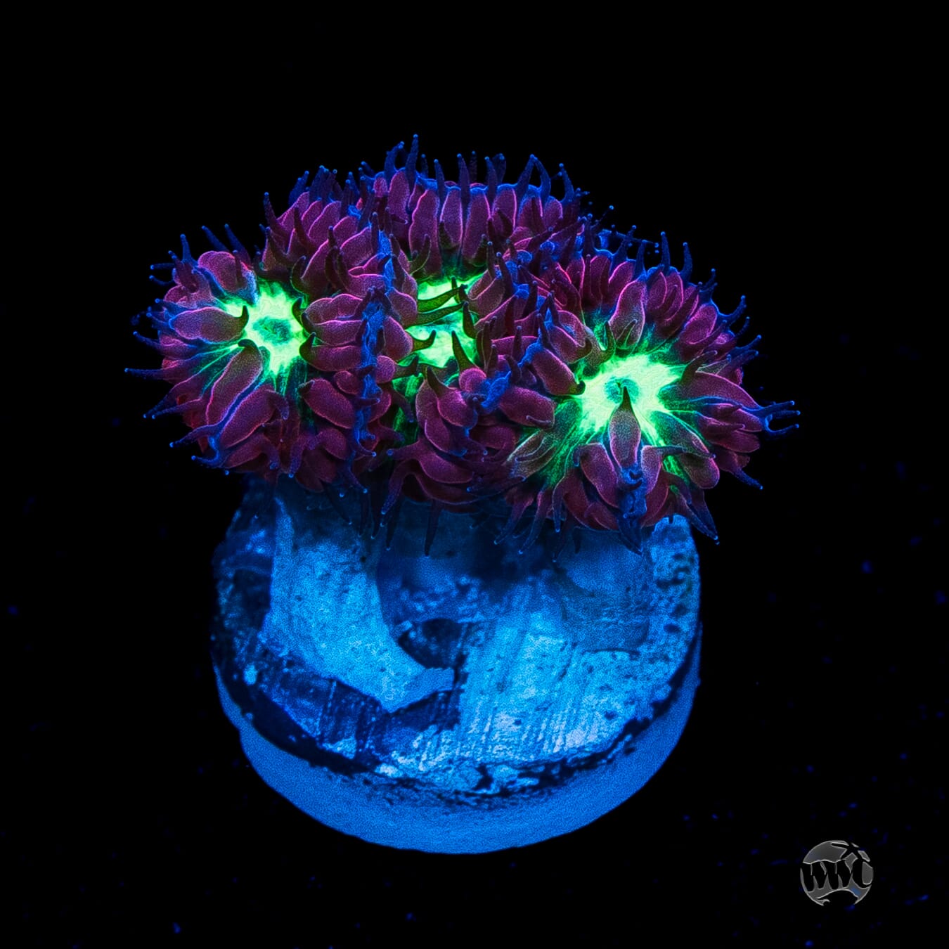 Twilight Merletti Blastomussa