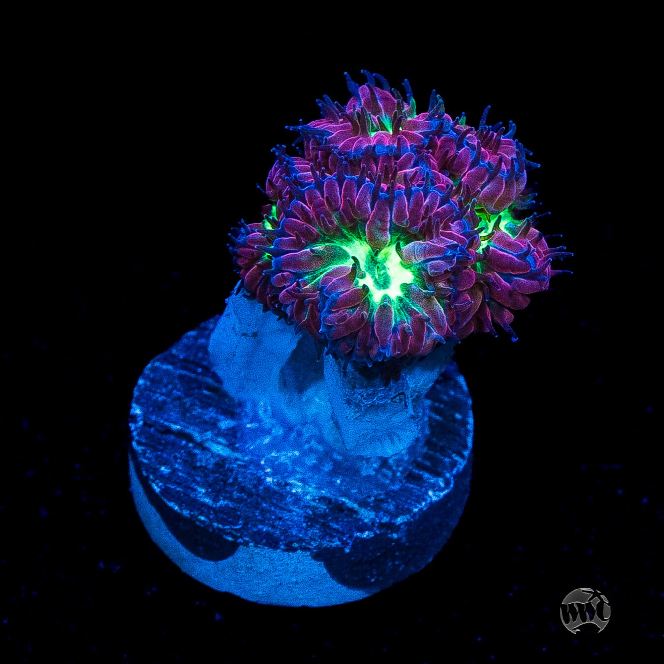 Twilight Merletti Blastomussa