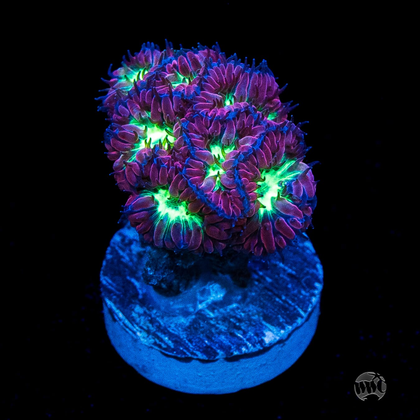 Twilight Merletti Blastomussa