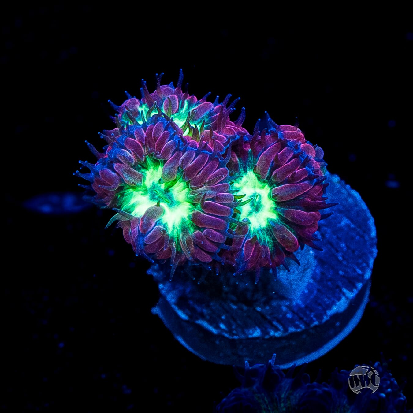 Twilight Merletti Blastomussa