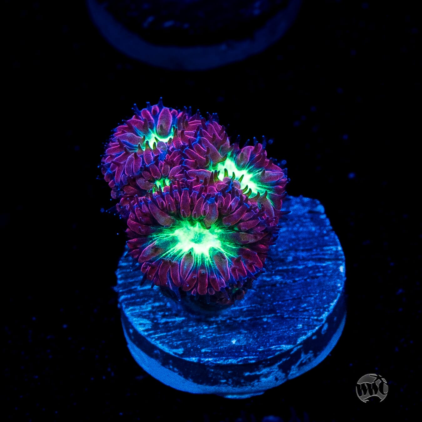 Twilight Merletti Blastomussa