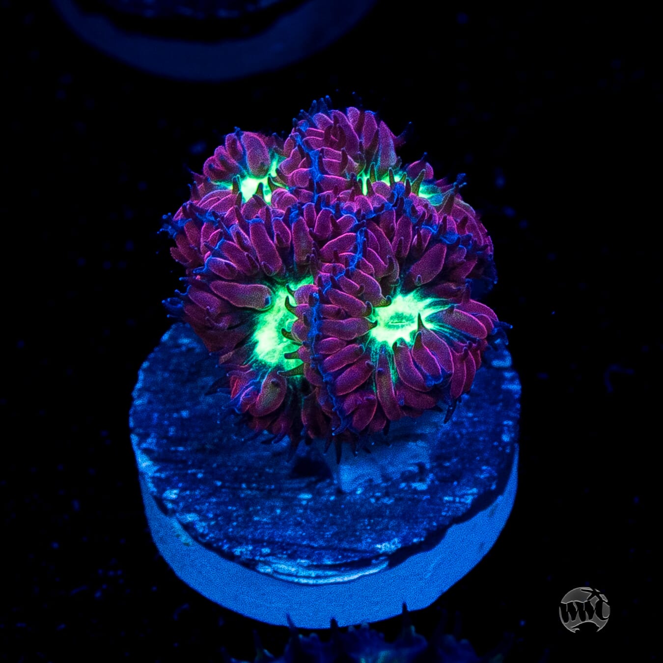 Twilight Merletti Blastomussa