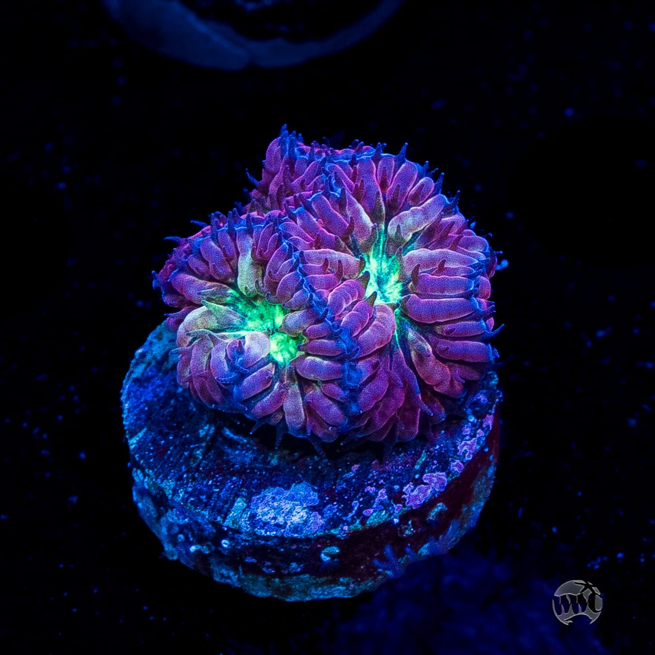 WWC Starlight Merletti Blastomussa