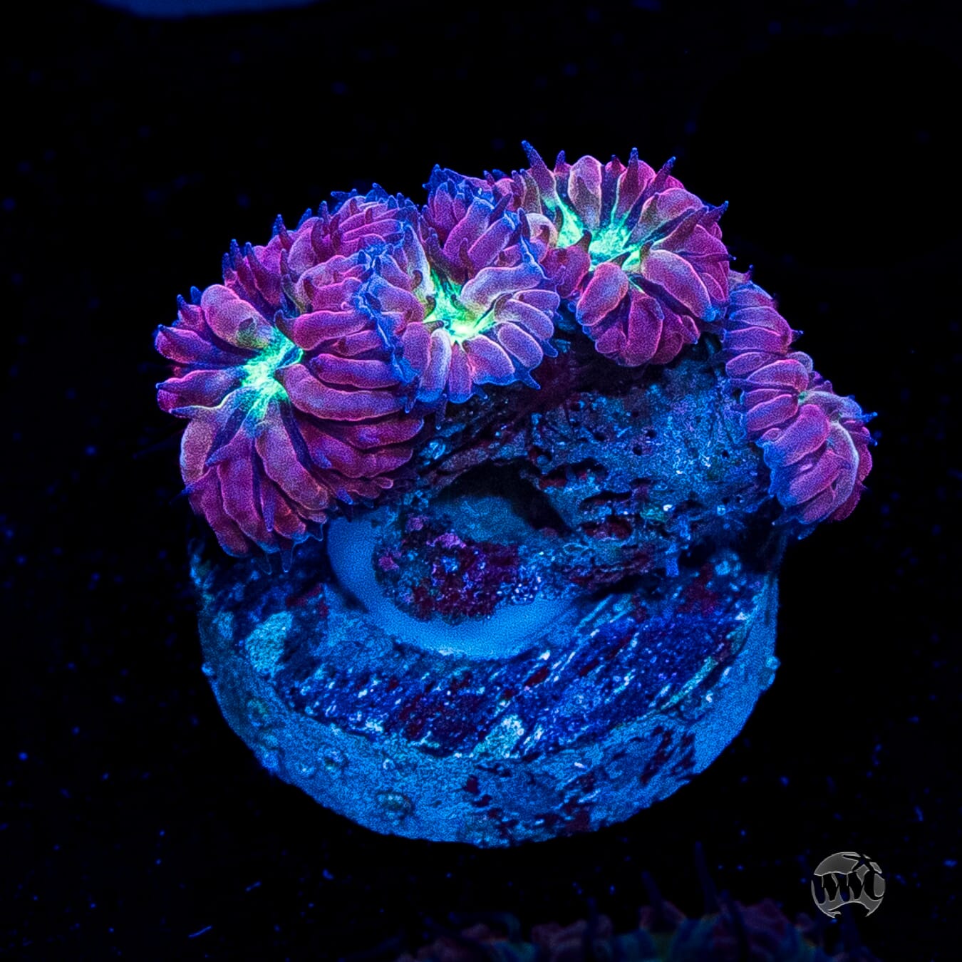 Twilight Merletti Blastomussa