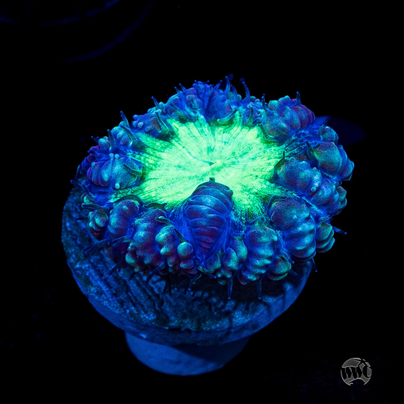 Neon Blastomussa