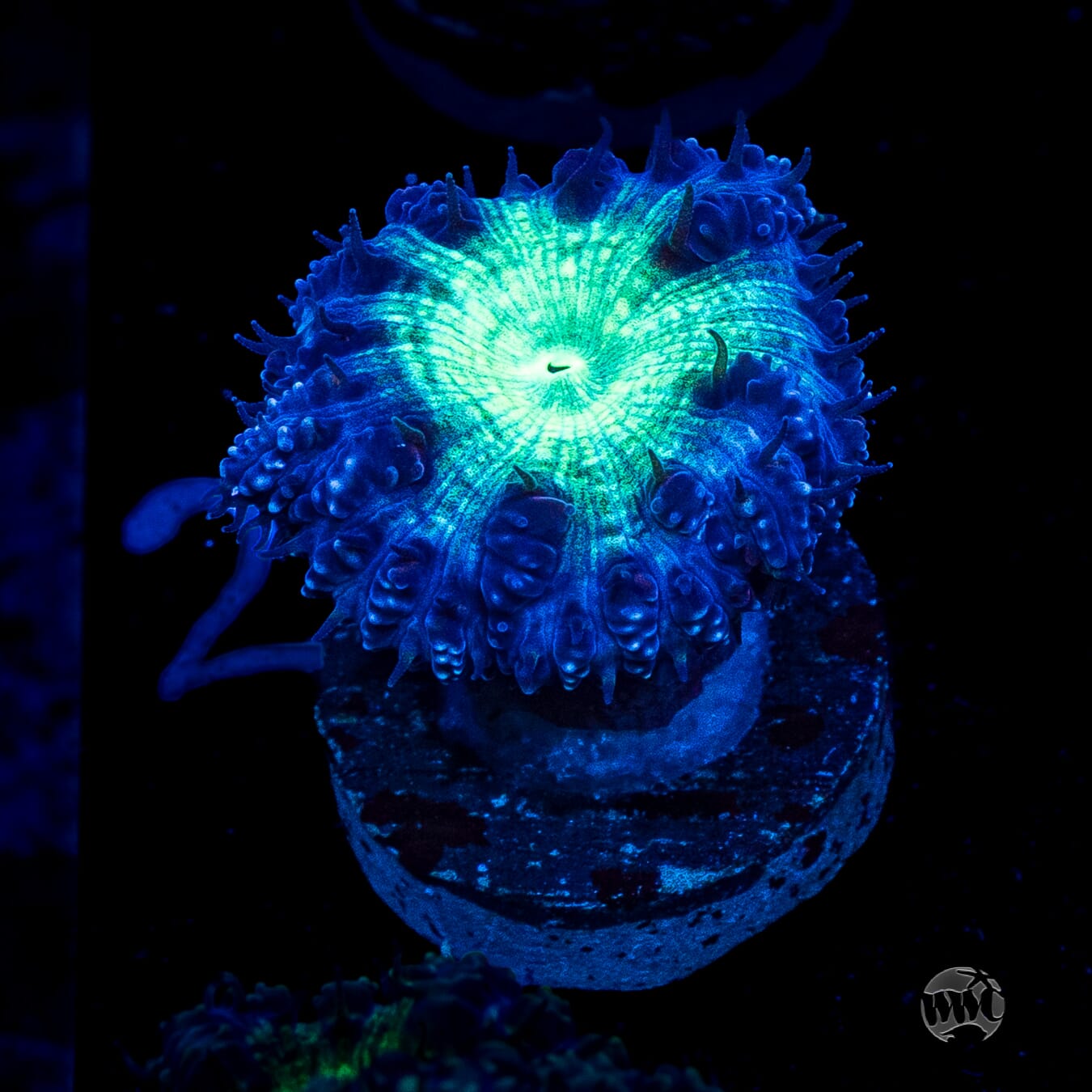 Neon Blastomussa