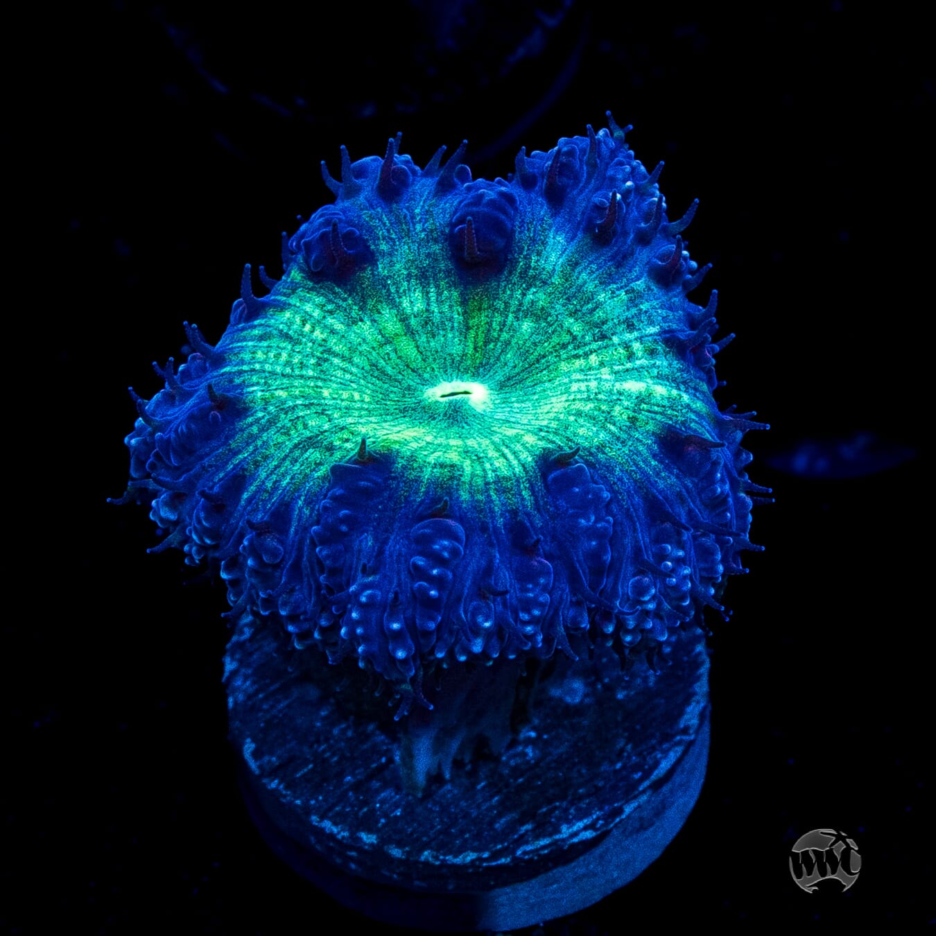 Neon Blastomussa