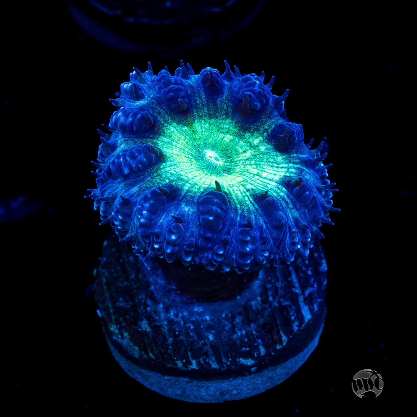 Neon Blastomussa