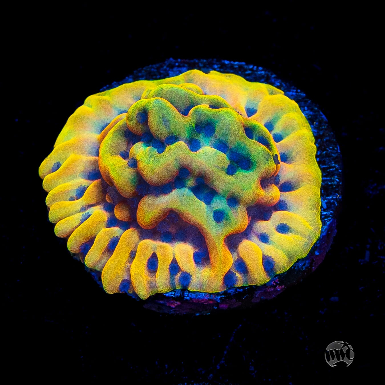 RR Crazy T Montipora