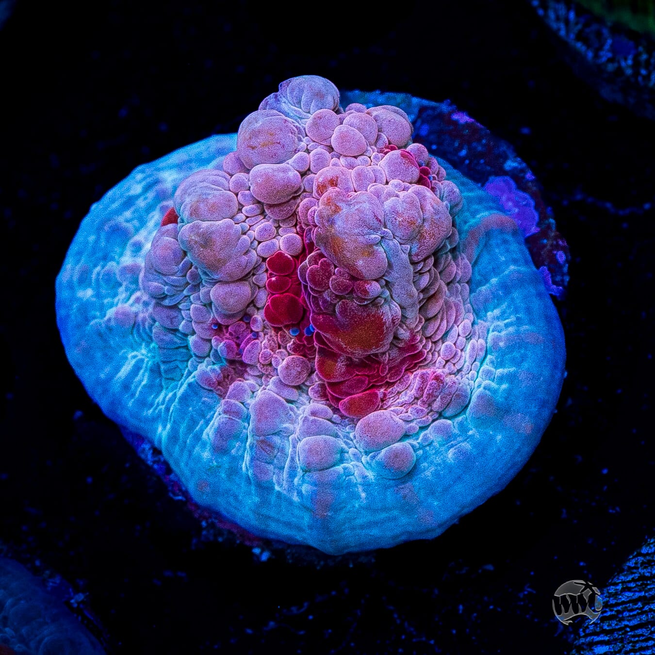 WWC Freezer Burn Bounce Chalice