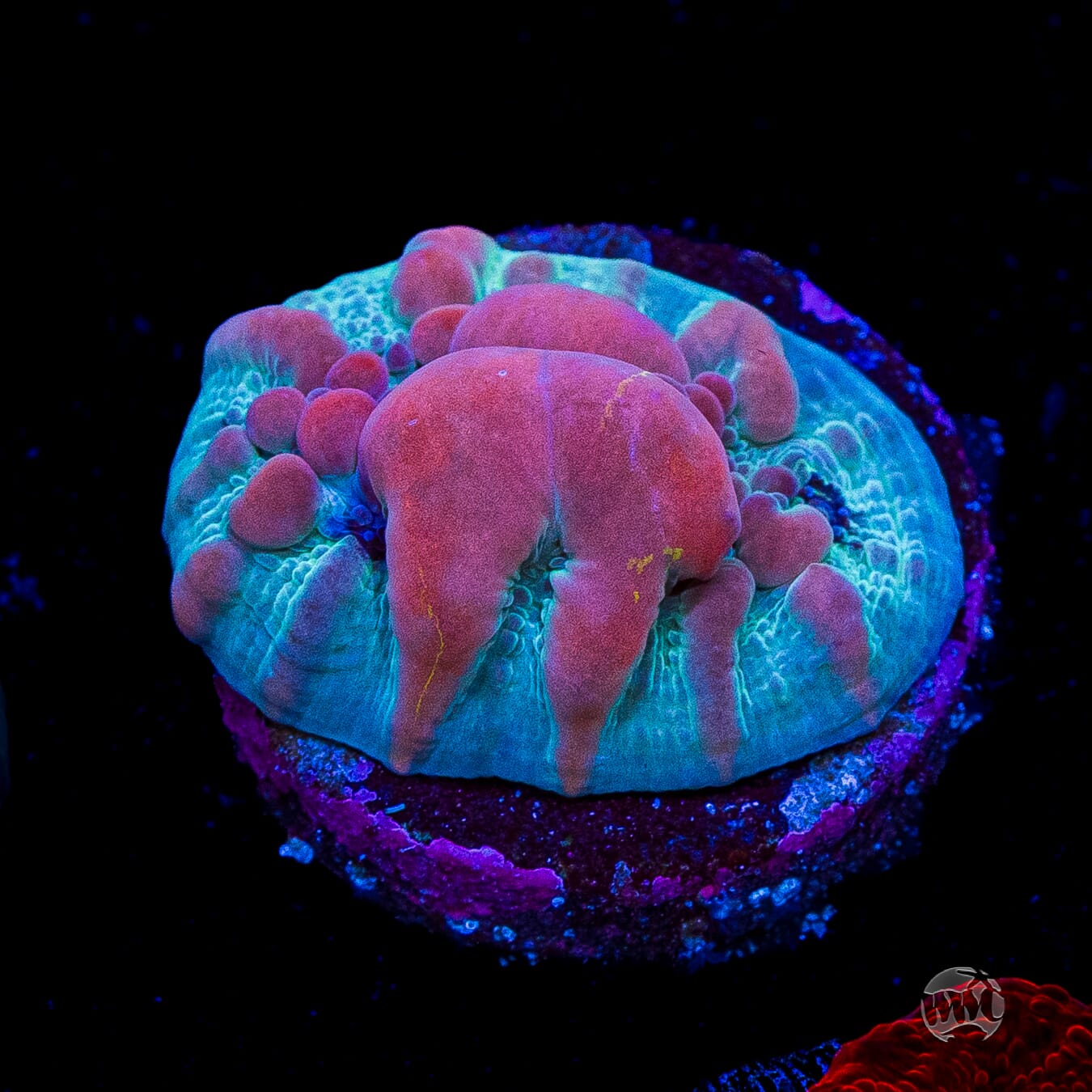 WWC Cosmic Candy Bounce Chalice