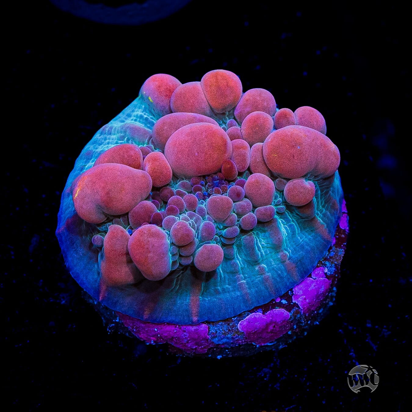 WWC Cosmic Candy Bounce Chalice