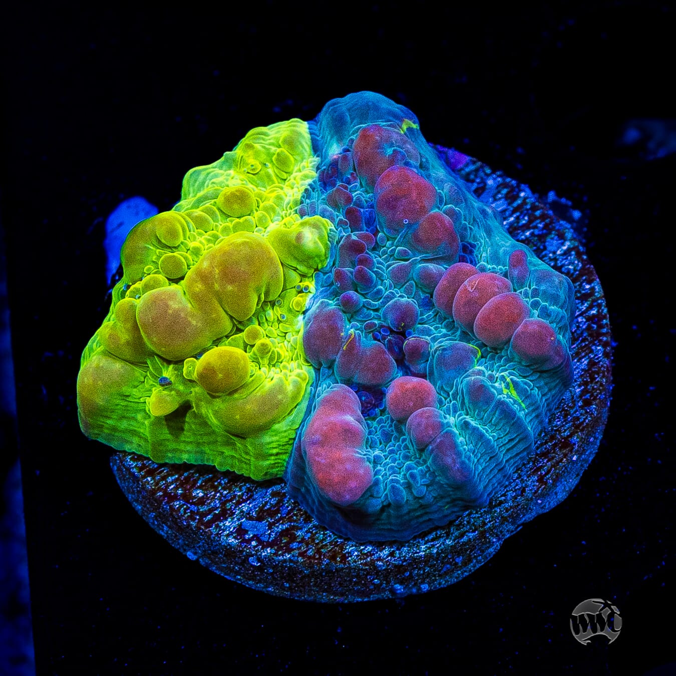 WWC Cosmic Candy Bounce Chalice