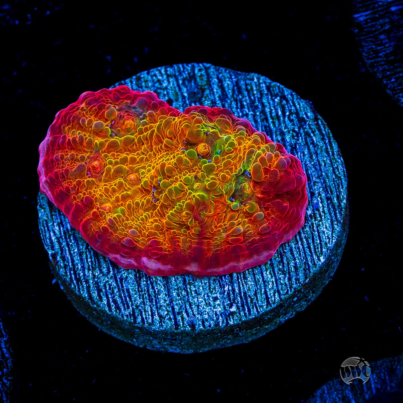 POTO Rainbow Peacock Chalice