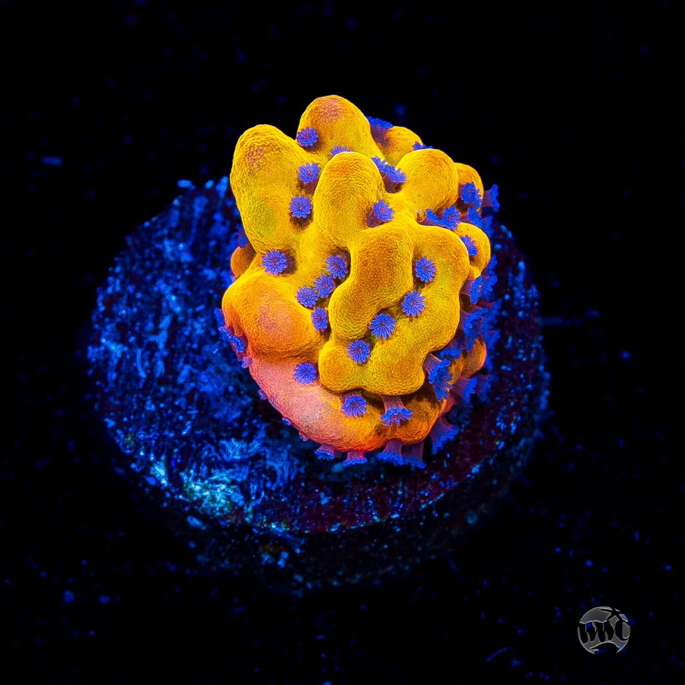 WWC Quicksand Montipora