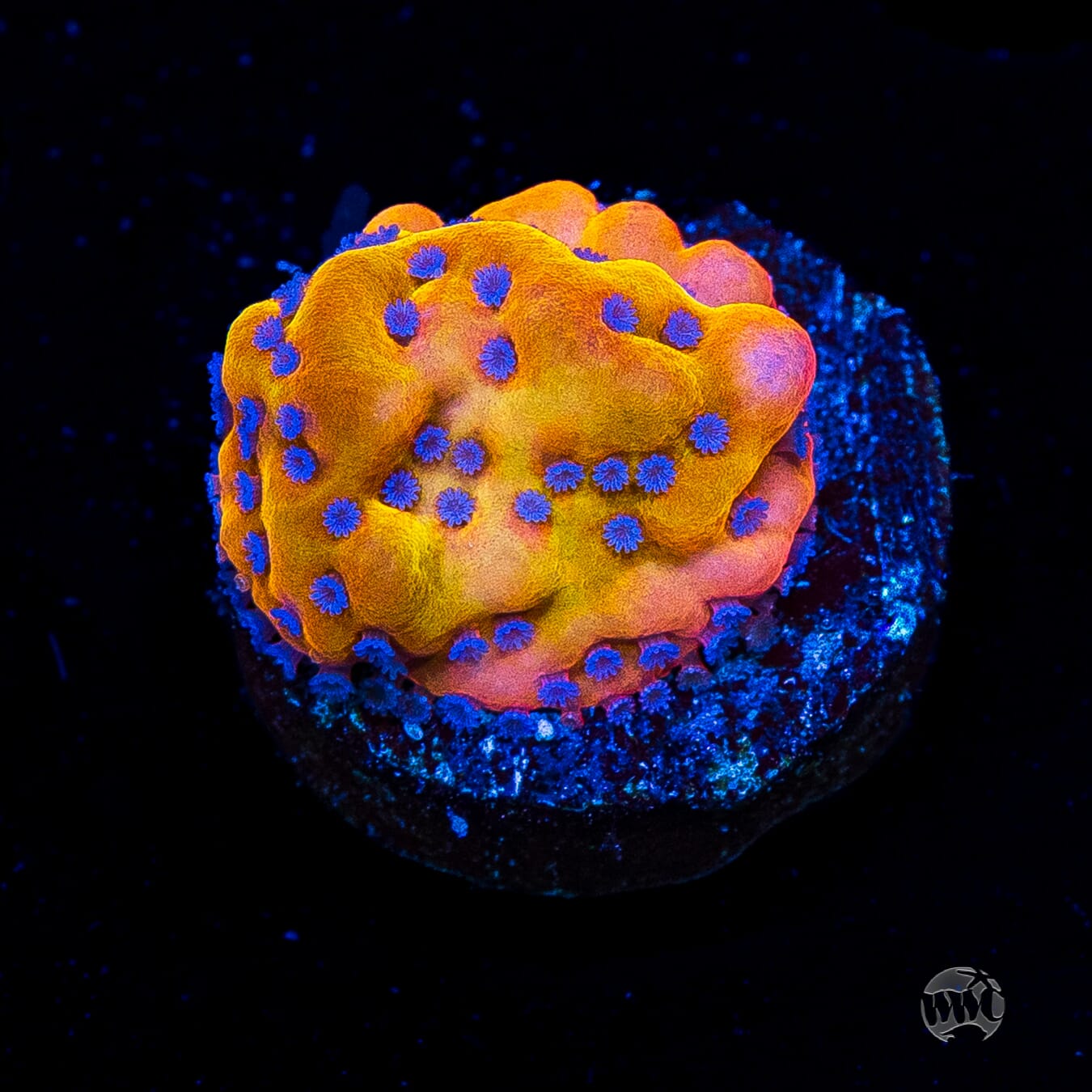 WWC Quicksand Montipora