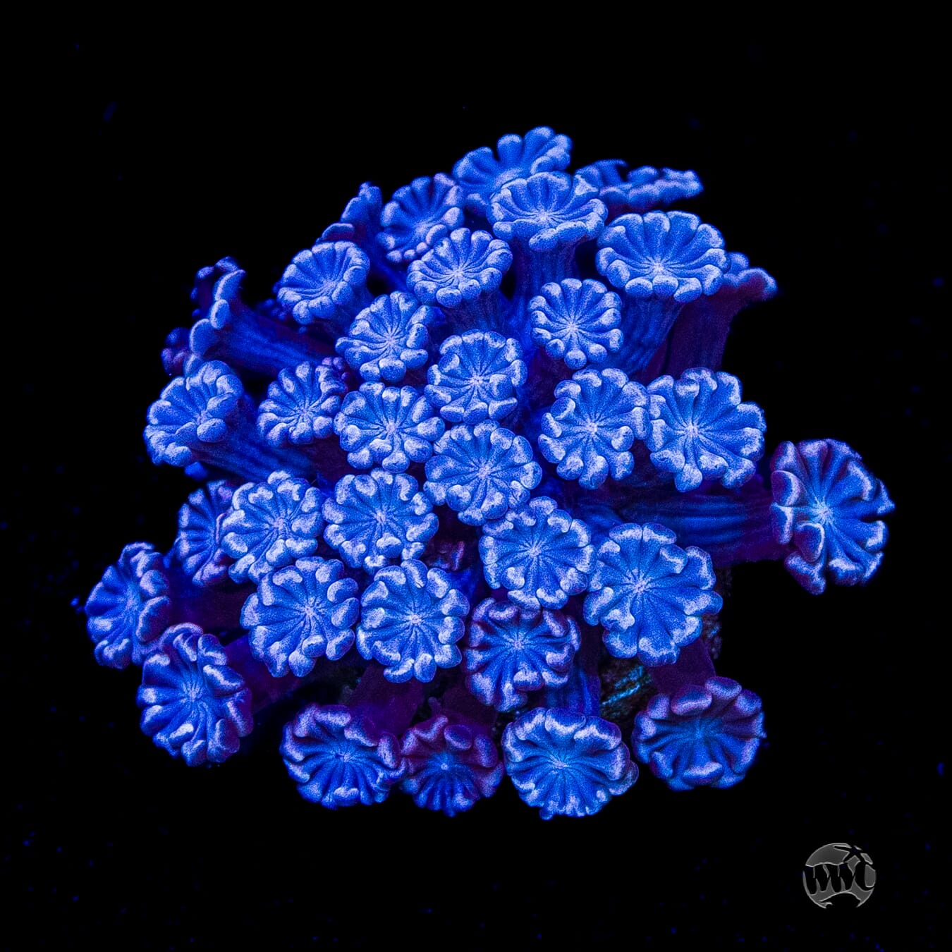 I Love Lavender Alveopora