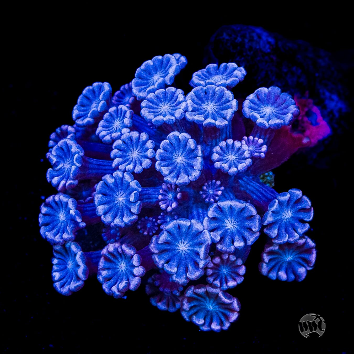 I Love Lavender Alveopora