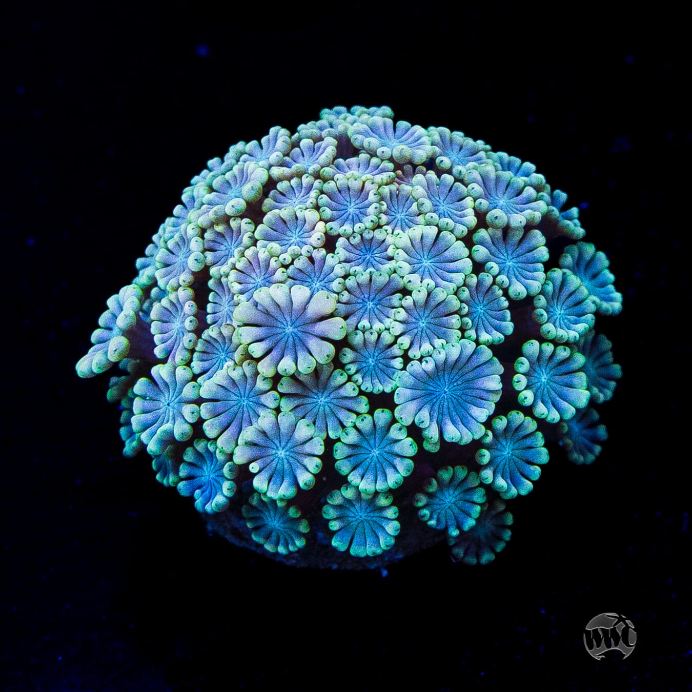 Hologram Alveopora