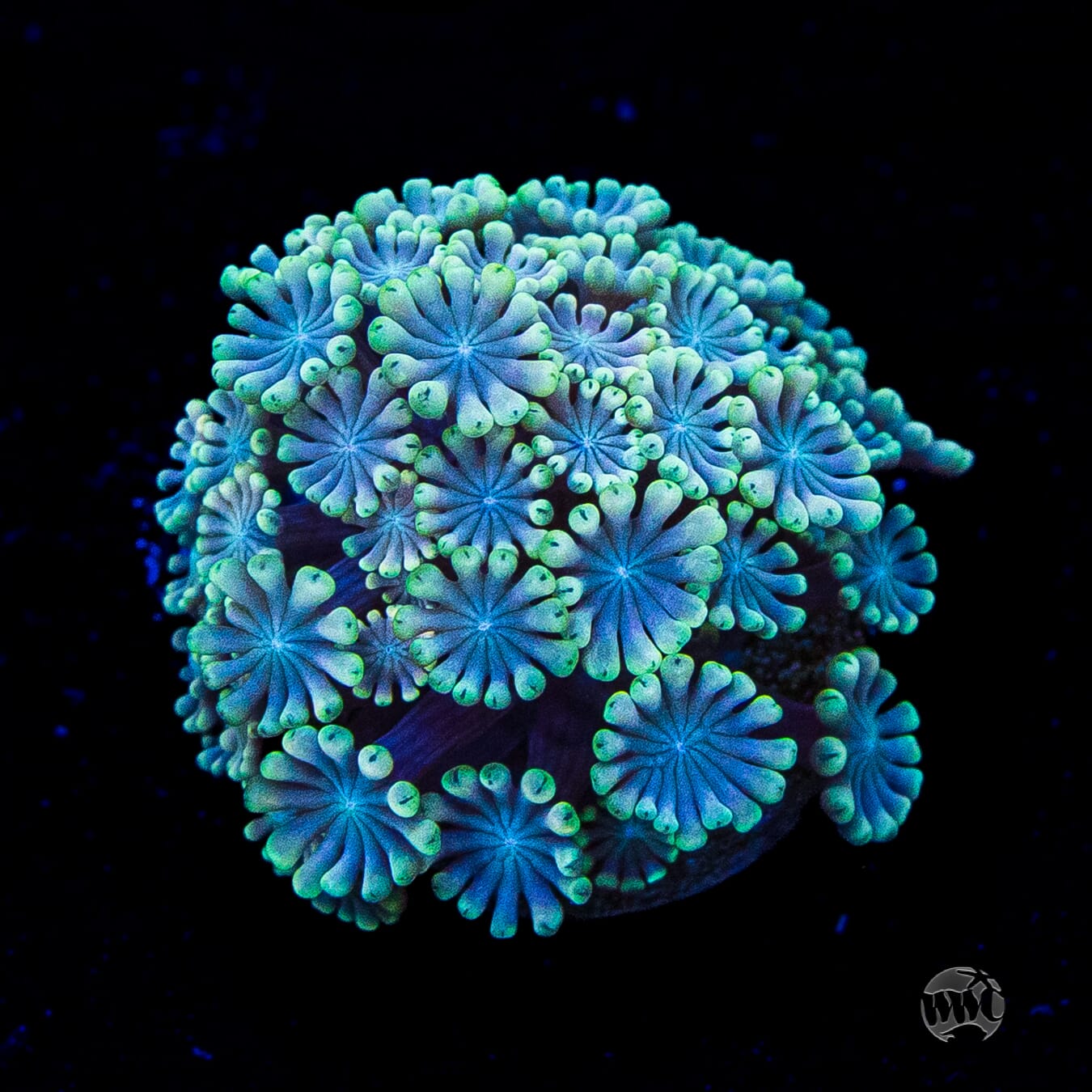Hologram Alveopora