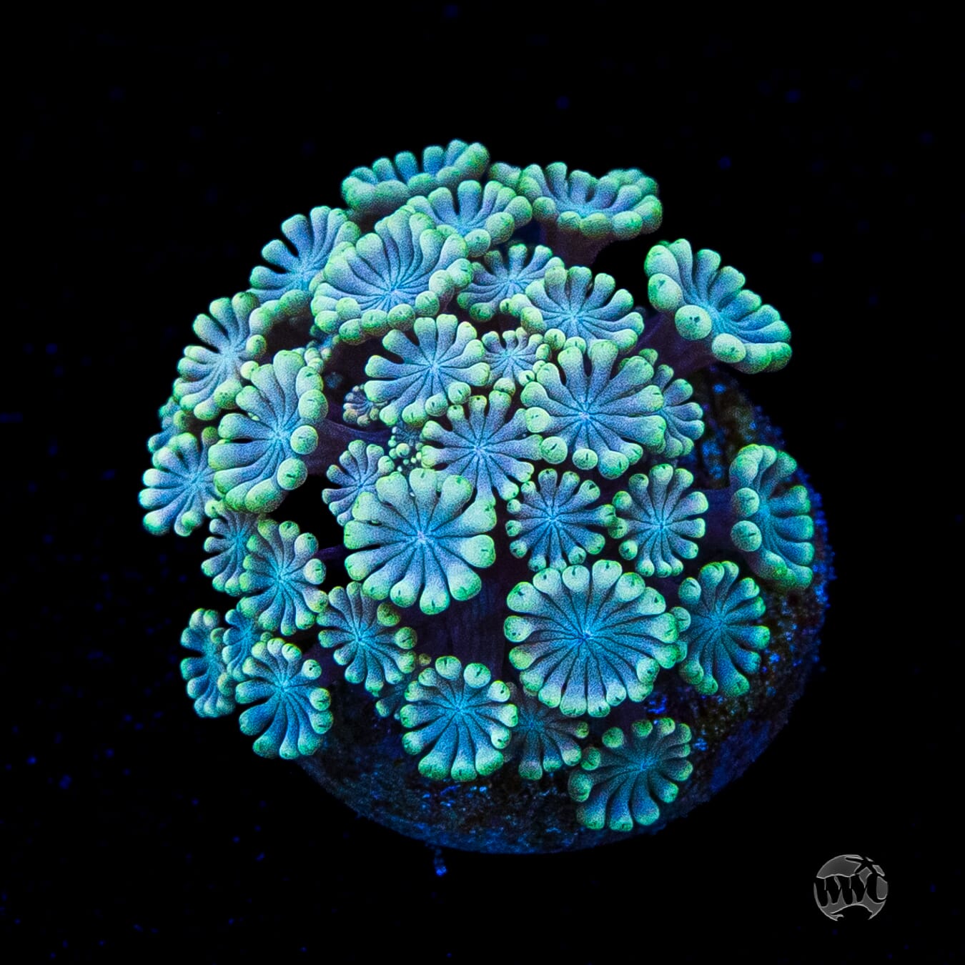 Hologram Alveopora