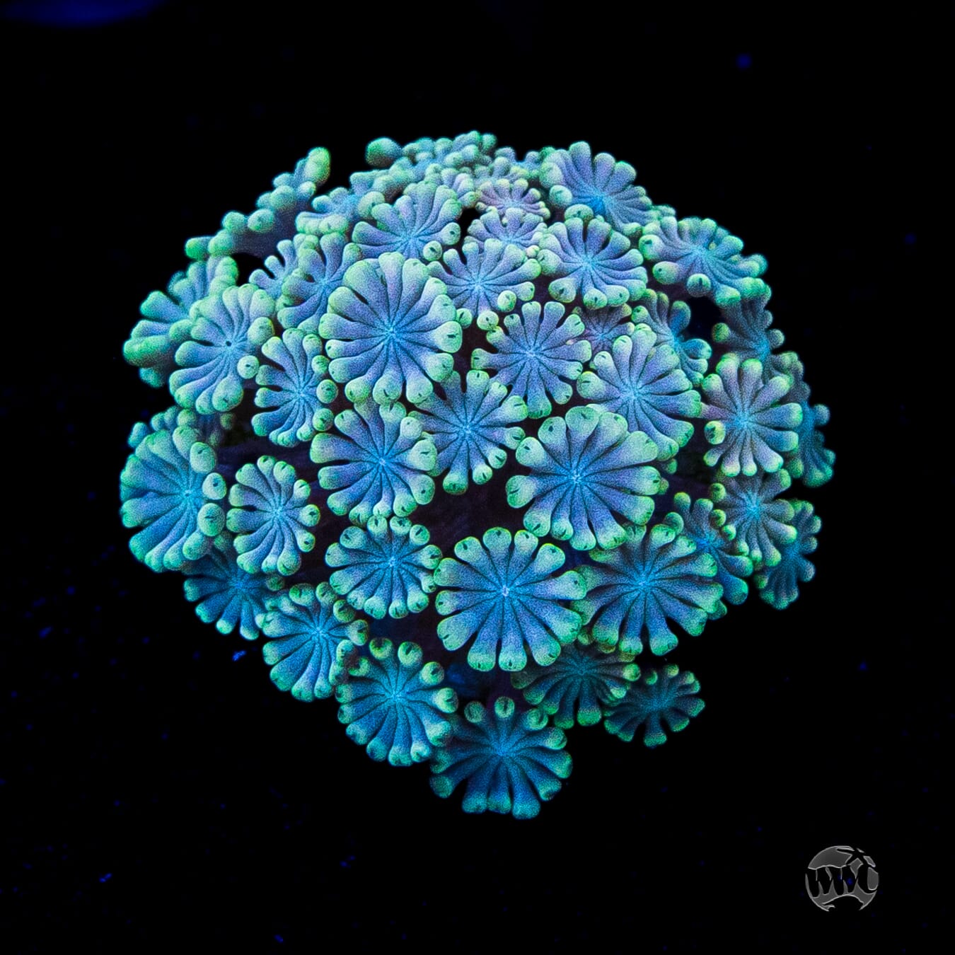 Hologram Alveopora