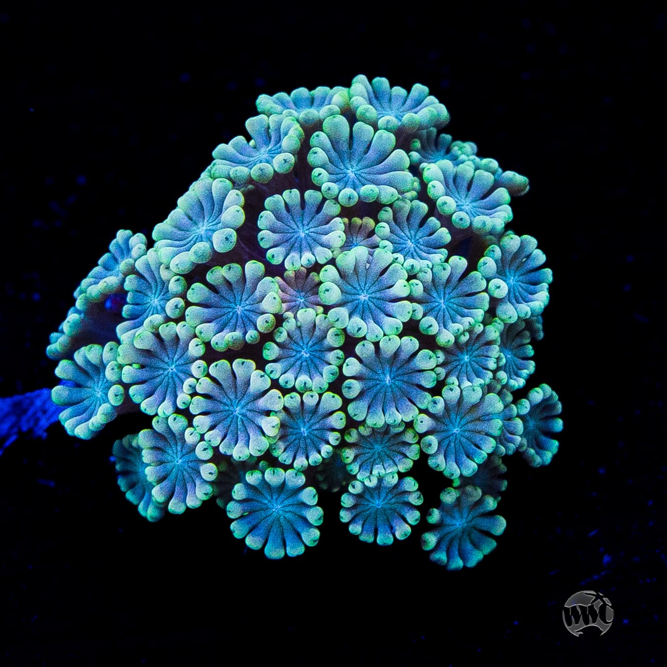 Hologram Alveopora