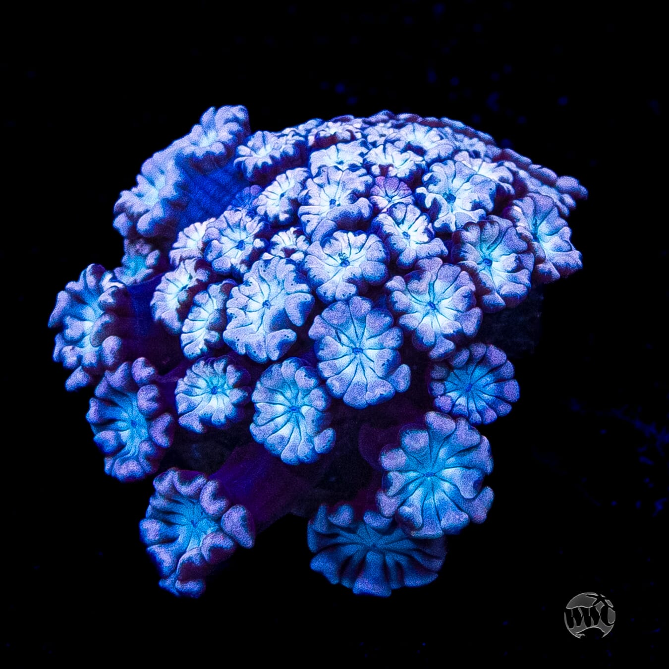 I Love Lavender Alveopora