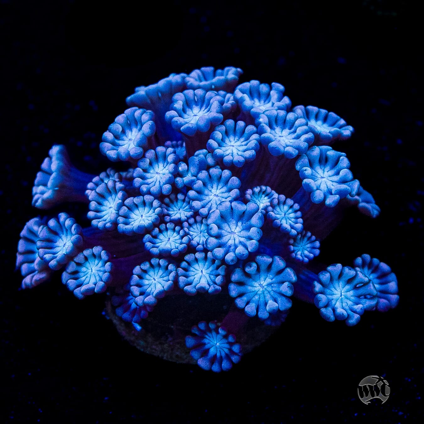 I Love Lavender Alveopora