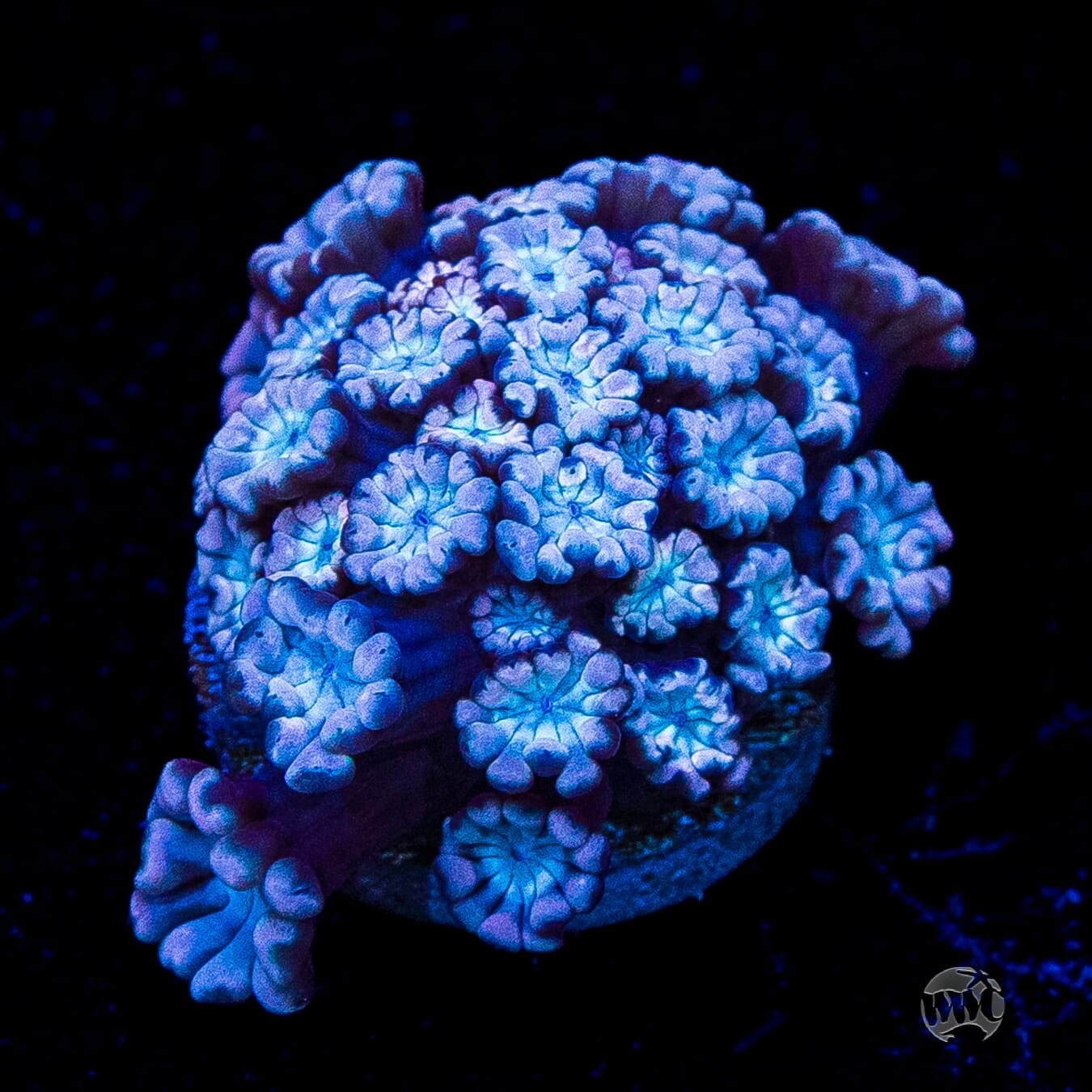 I Love Lavender Alveopora