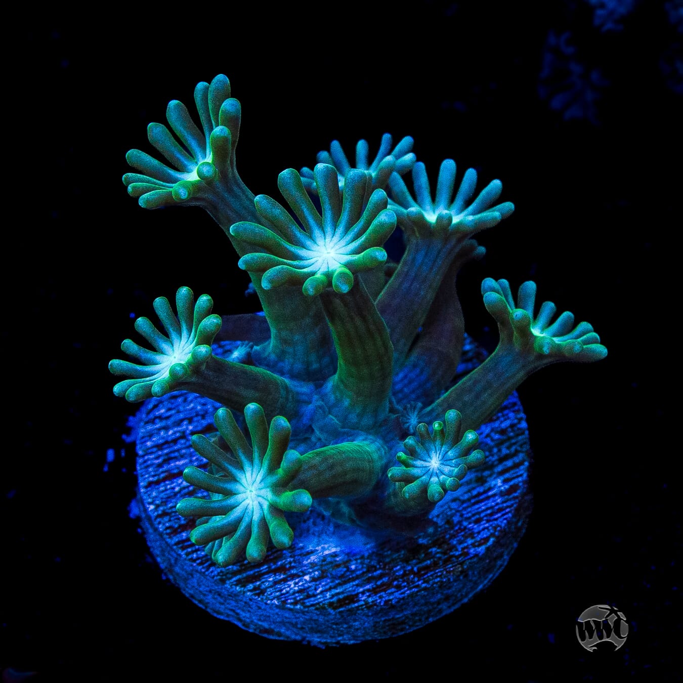 Sandstorm Alveopora