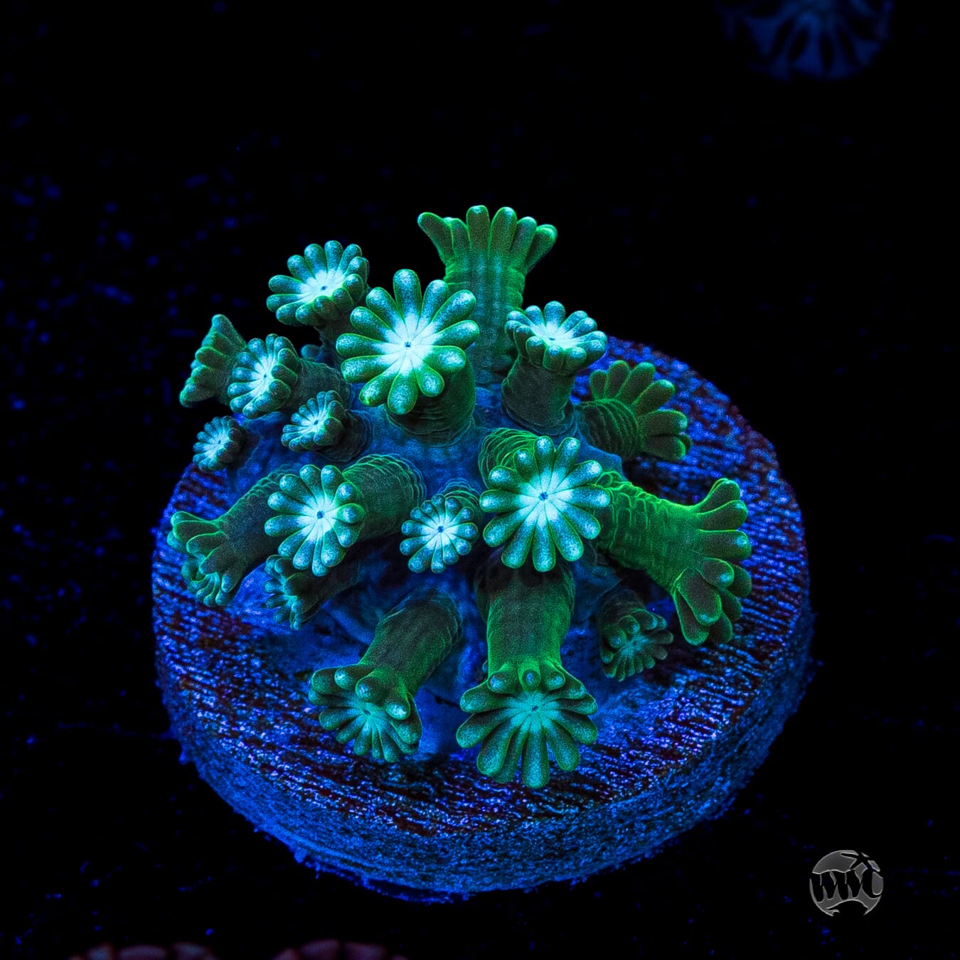 Sandstorm Alveopora