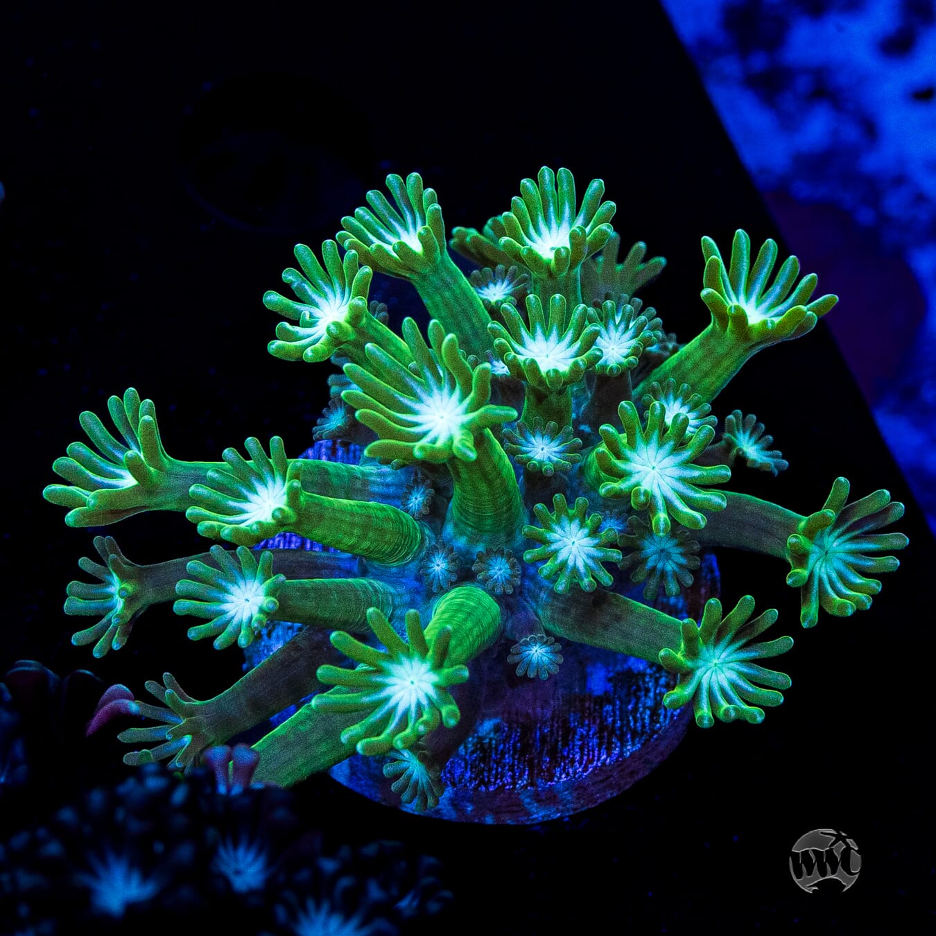 Sandstorm Alveopora
